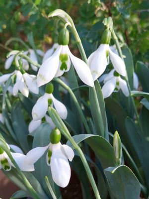 Galanthus snow fox elwesii