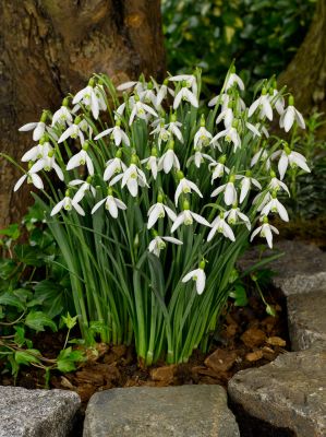 Galanthus elwesii