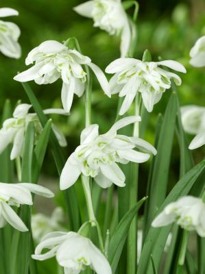 Galanthus nivalis flore pleno