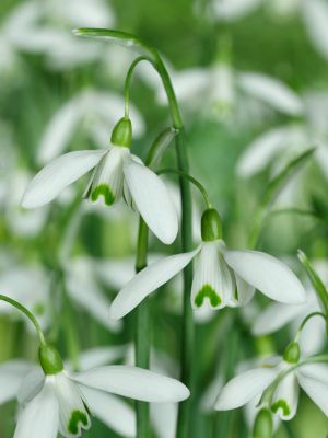 Galanthus nivalis single flowering