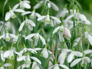 Galanthus nivalis single flowering