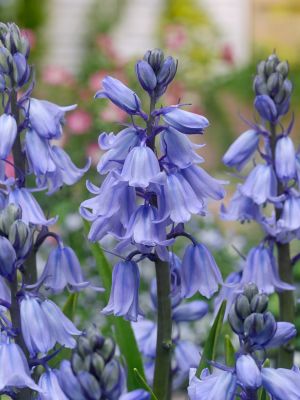 Hyacinthoides blue hispanica