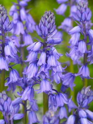 Hyacinthoides blue hispanica