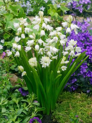 Hyacinthoides white hispanica