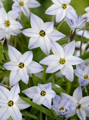 Ipheion uniflorum (triteleia)