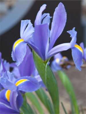 Iris h.c. van vliet hollandica