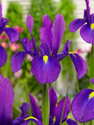 Iris discovery purple hollandica