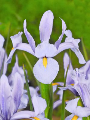 Iris king mauve hollandica