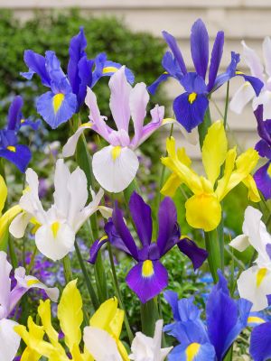 Iris hollandica mixed