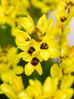 Ixia yellow emperor