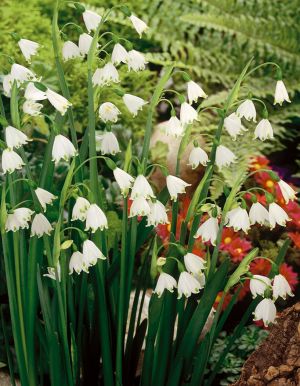 Leucojum gravetye giant