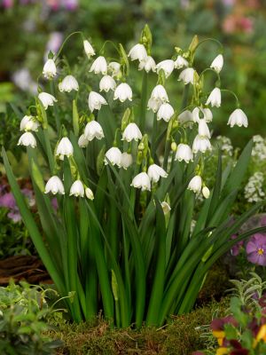 Leucojum aestivum