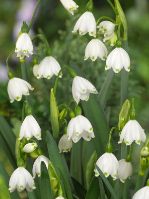 Leucojum aestivum