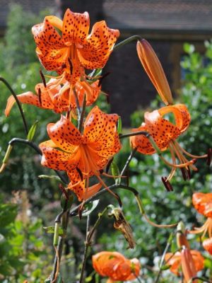 Lancifolium tigrinum splendens