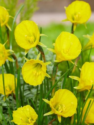 Golden bells bulbocodium