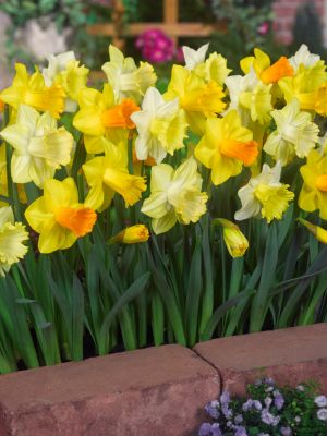 Large flowering mixture