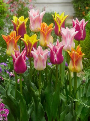 Lily flowering mixed