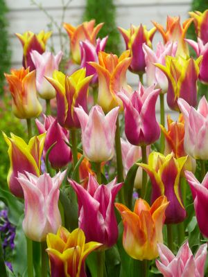 Lily flowering mixed