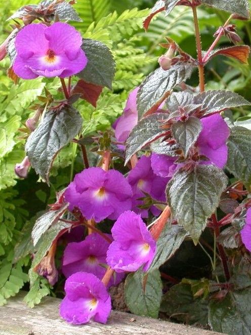 Achimenes pulcherrima