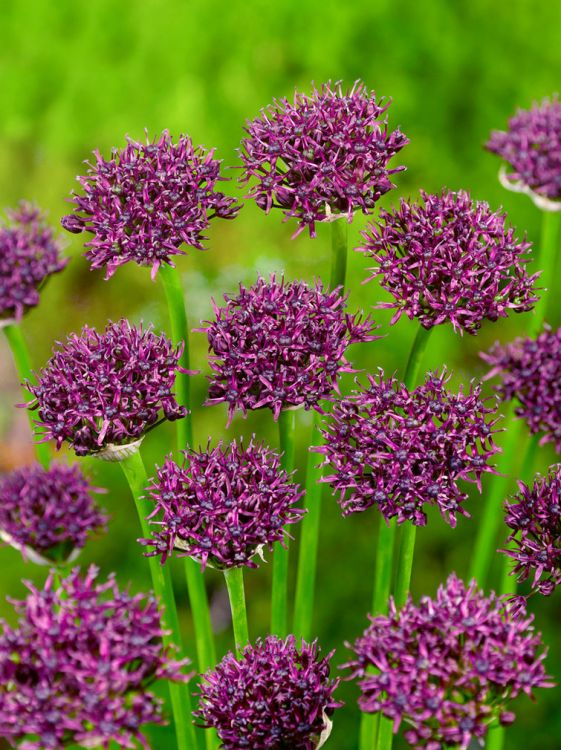 Allium atropurpureum