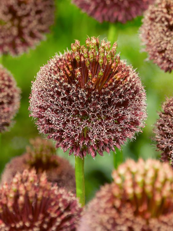 Allium forelock