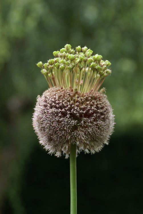 Allium forelock