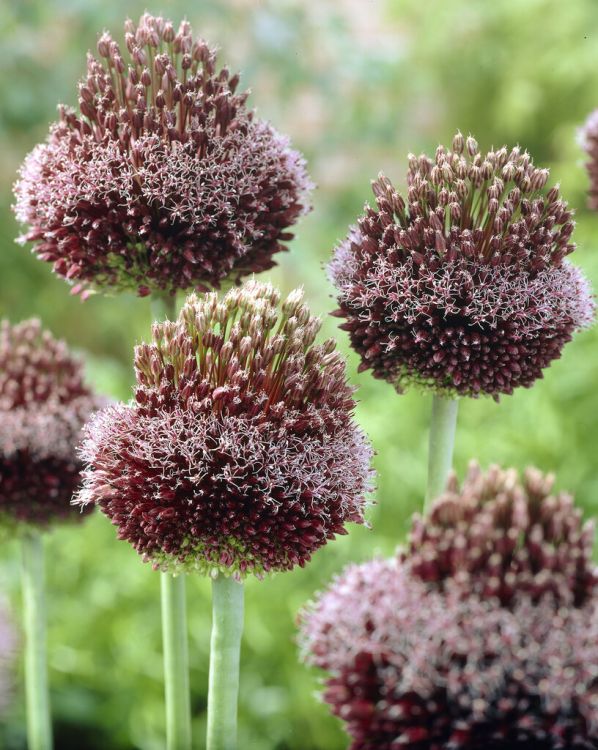 Allium forelock