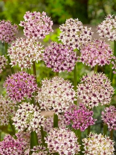 Allium silver spring