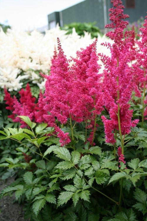 Astilbe fanal