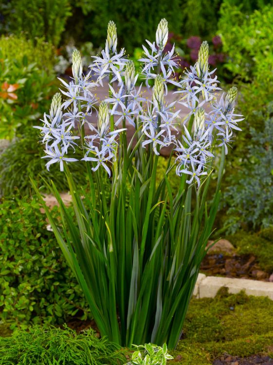 Camassia cusickii