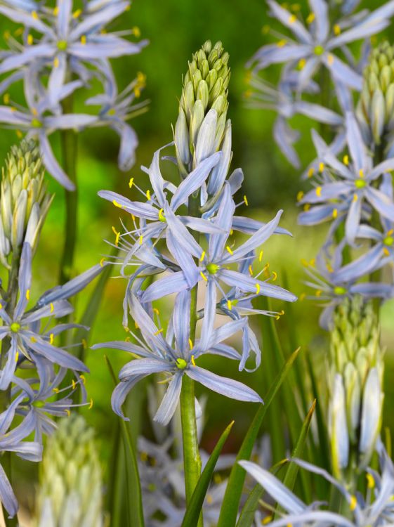 Camassia cusickii