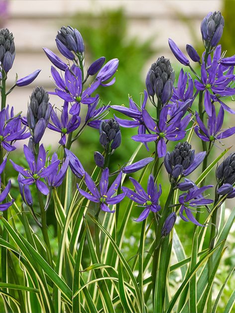 Camassia blue melody quamash