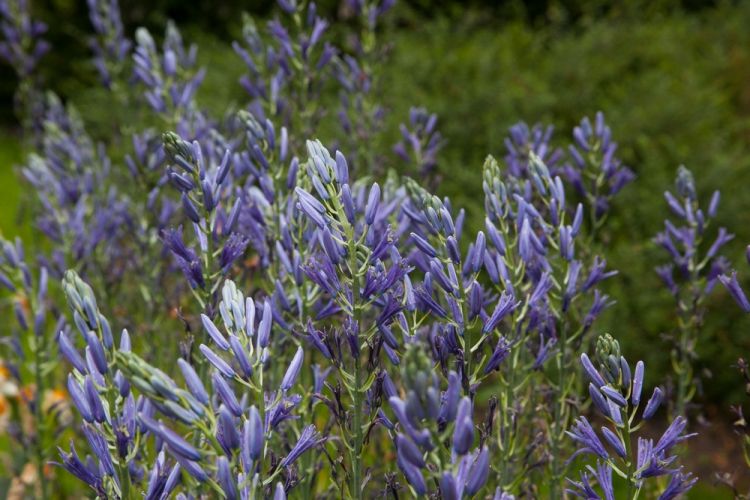 Camassia caerulea leichtlinii