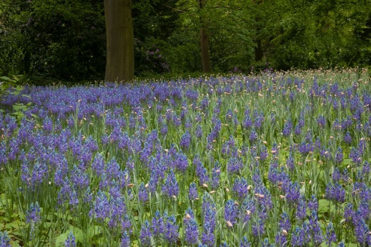 Camassia caerulea leichtlinii