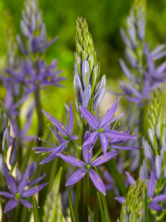 Camassia caerulea leichtlinii