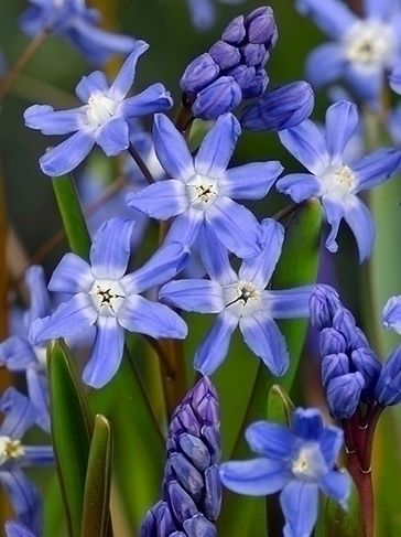 Chionodoxa sardensis