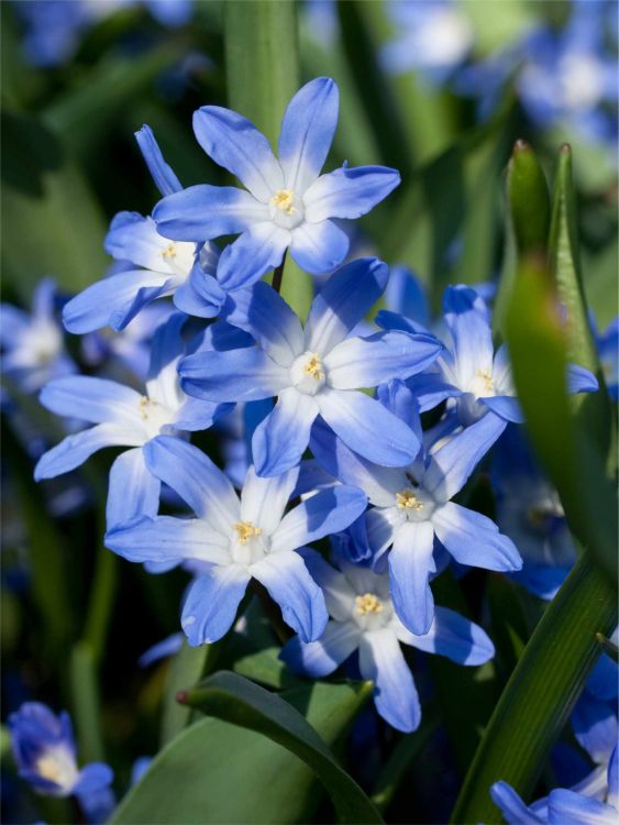 Chionodoxa blue giant forbesii