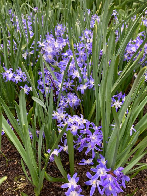 Chionodoxa blue giant forbesii