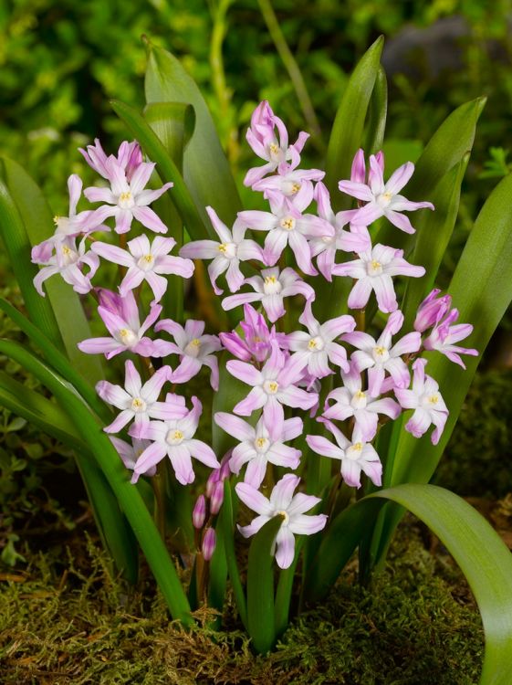 Chionodoxa rosea forbesii