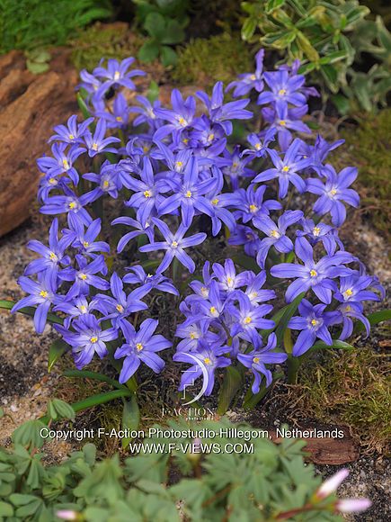 Chionodoxa luciliae