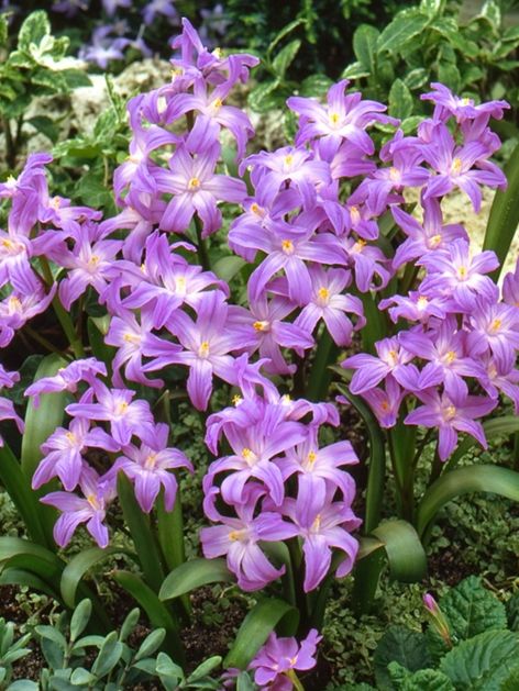 Chionodoxa violet beauty