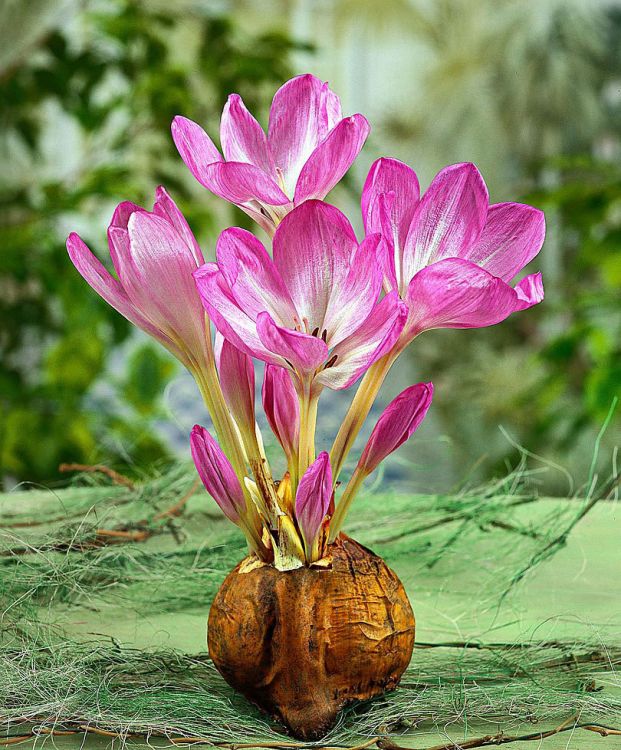 Colchicum giganteum