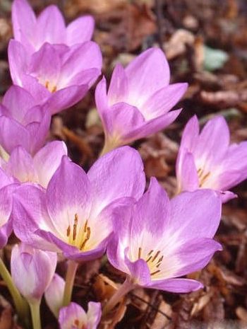 Colchicum lilac bedder