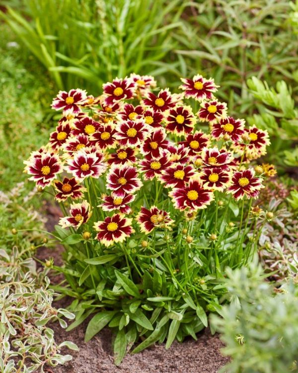 Coreopsis solar fancy