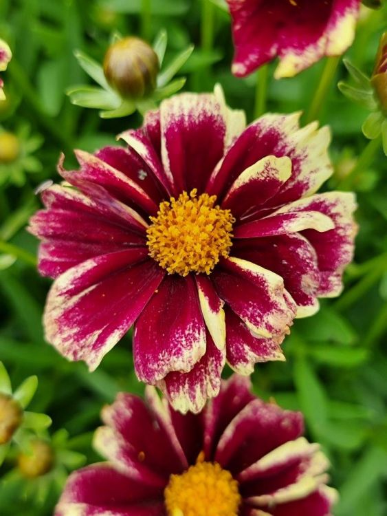 Coreopsis solar fancy