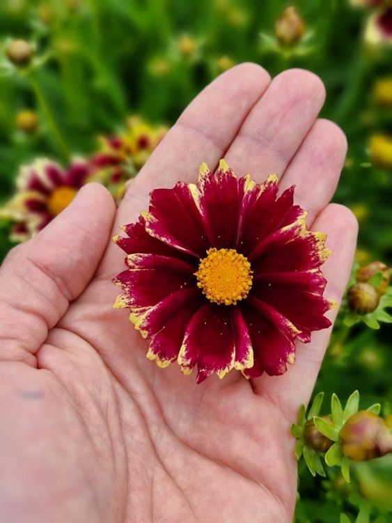 Coreopsis solar fancy