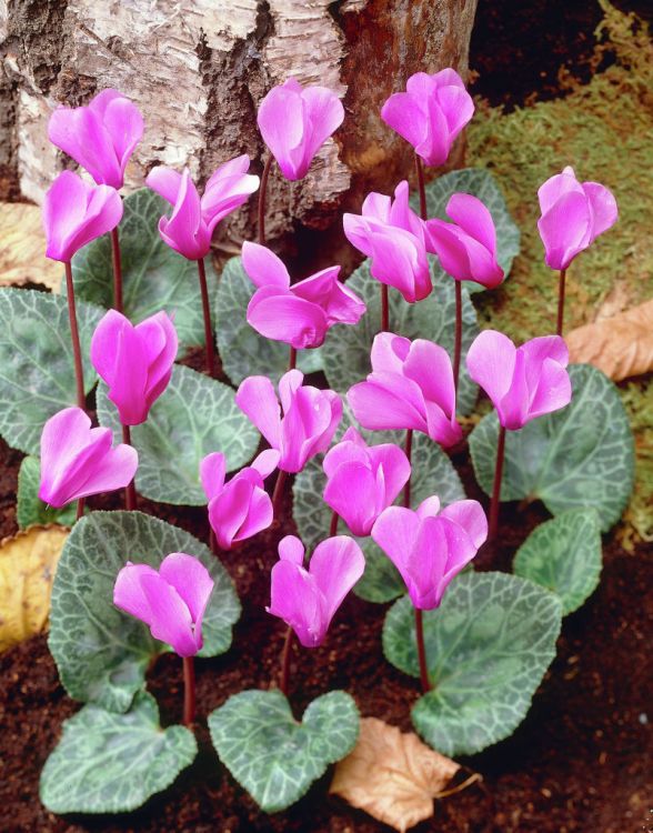 Cyclamen cilicium