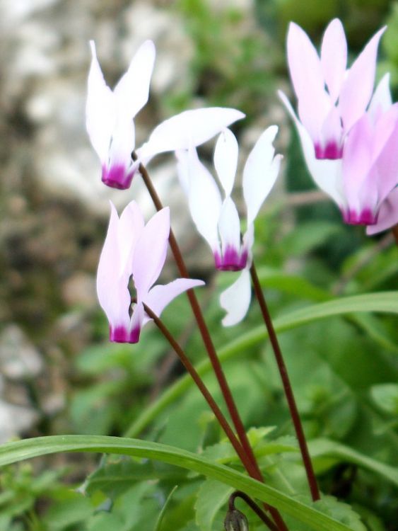 Cyclamen cyprium (dutch grown)