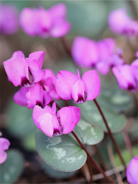 Cyclamen graecum (dutch grown)