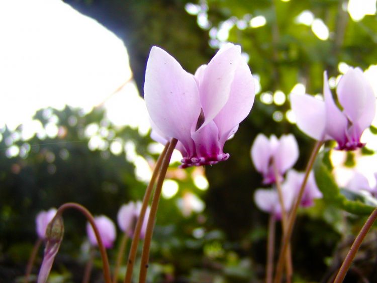 Cyclamen hederifolium